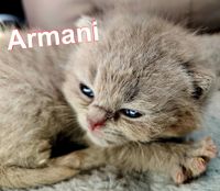 BKH of the plush faces - Armani - Britisch Kurzhaar Kater